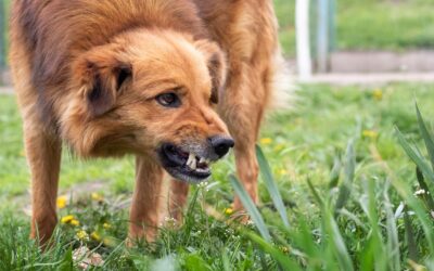 Dog Bite Injury Guide